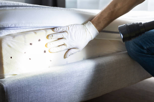 Best Best Pest Control Companies  in Radford, VA