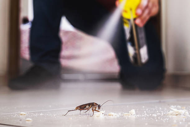 Best Termite Control Services  in Radford, VA